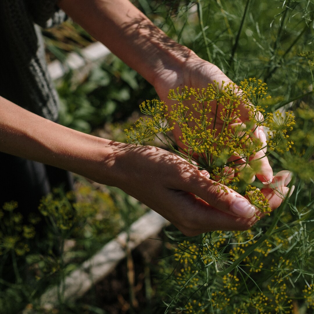 WLW Field Trip: Herb Walk with Eartha Matter source image.