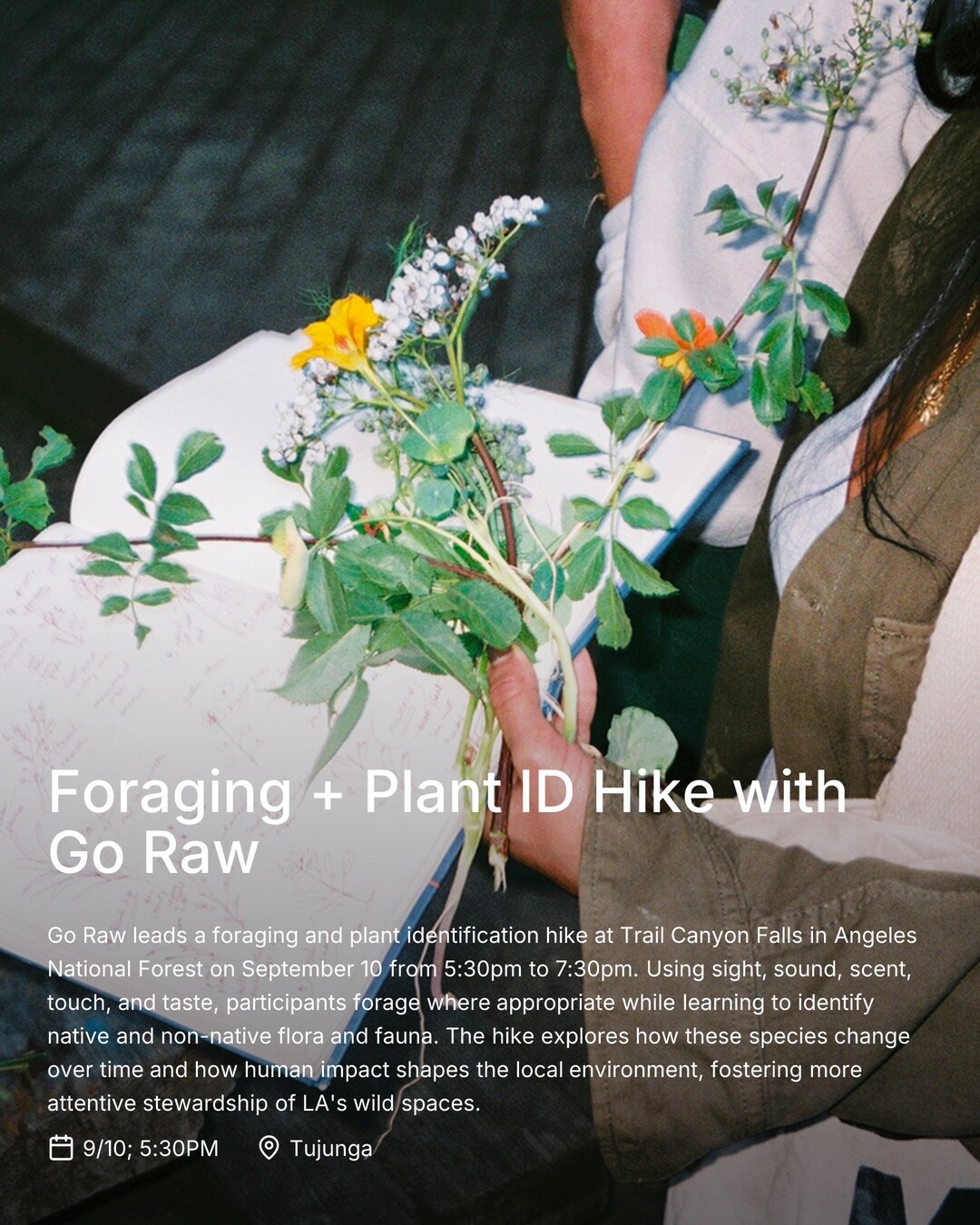 foraging and plant identification hike flyer